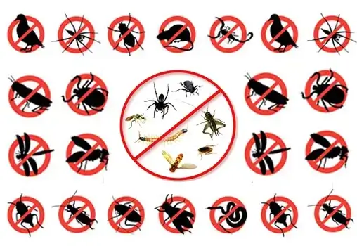 Pest control service provider, ahmedabad, delhi, india