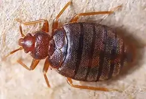 Bed Bug Pest Control Services in Surat
