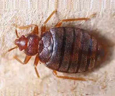 Bed Bug Pest Control Company in Ahmedabad