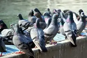 Bird Pest Control in Ahmedabad, Maninagar, Sanand, Vadodara, Surat, Rajkot