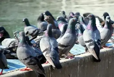 Bird Control Services in ahmedabad, vadodara, chennai, delhi, mumbai