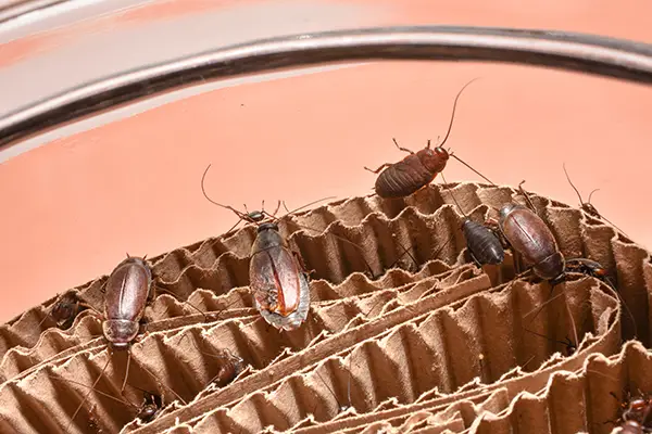 Cockroach Pest Control Company in Ahmedabad