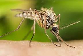 Mosquito Pest Control, Mosquito Control Services in Ahmedabad