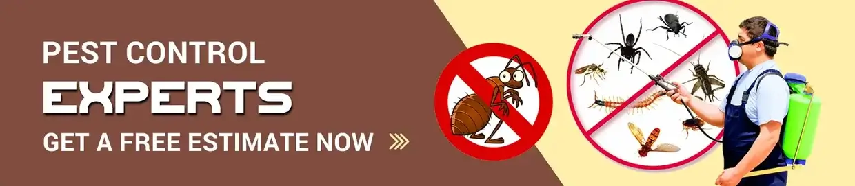 Rodent Pest Control Services in Ahmedabad, Gujarat