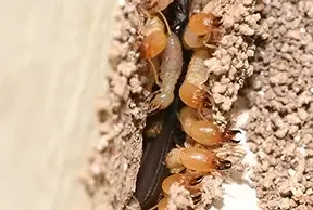 Pre Termite Pest Control Services in Gandhinagar