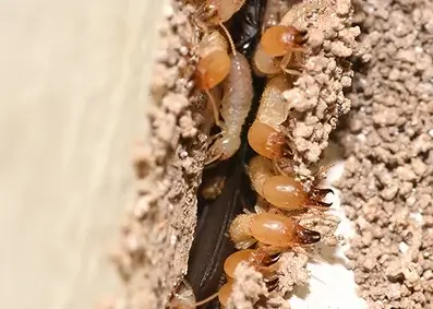 Pre Termite Control Services in ahmedabad, Gujarat