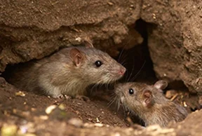 Rodent Pest Control, Rodent Control Services Near Me