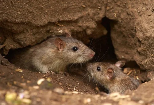 Rodent Pest Control Services in Rajkot