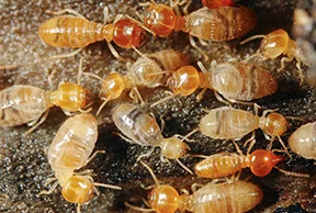 Termite Control, Termite Pest Control, Surat