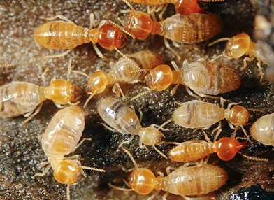 Termite Pest Control Company in Ahmedabad