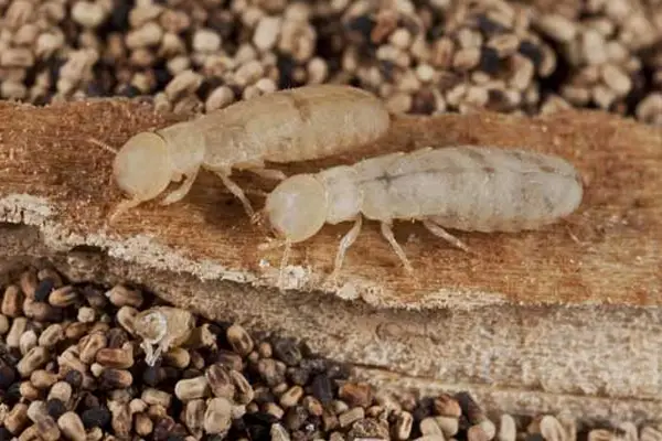 Wood Termite Pest Control Company in Ahmedabad